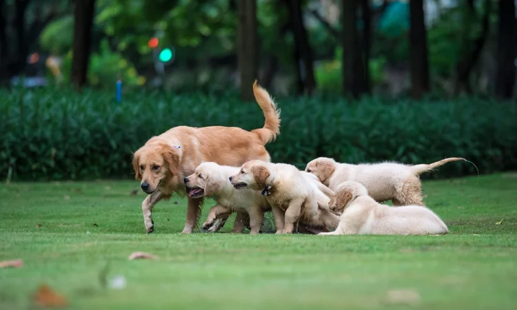 A mother golden retreiver being followed around the garden by her five puppies