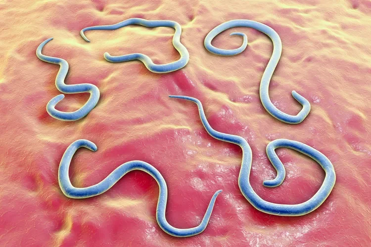 Dog roundworm, illustration