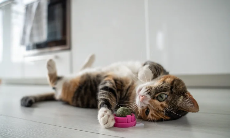 A brown, white, and orange cat lying on its back playing with a toy in a kitchen