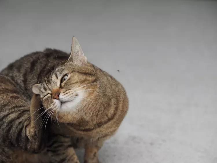 Cat scratching itself