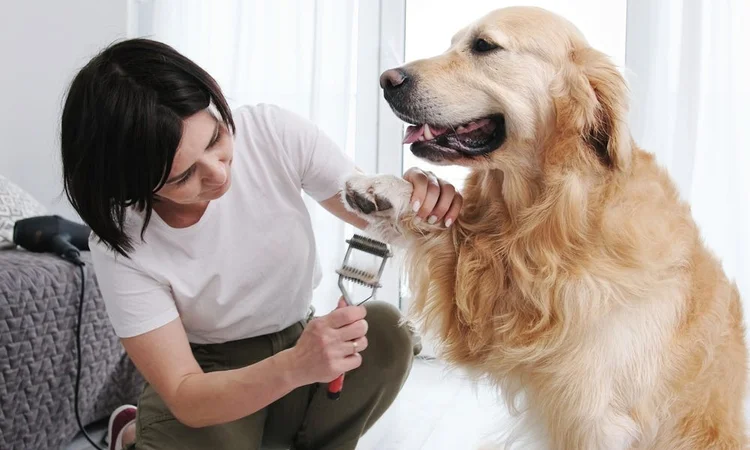 Golden retriever being brushed with an undercoat rake | Deshedding brush for dogs