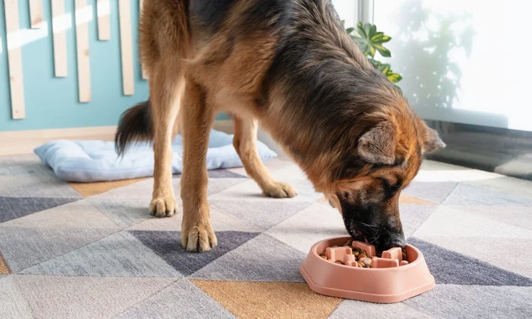 A German Shepherd standing and eating their dinner from a pale orange slow feeder bowl