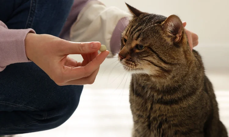An owner offering their unipressed tabby cat a tablet in the kitchen.