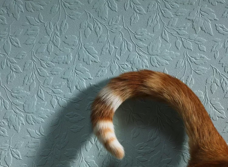 Cat's tail curled