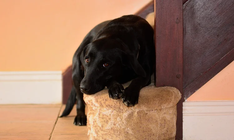 A black labrador looking sad while lying on the bottom step of a staircase. 
