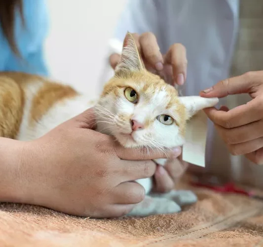 Midsection Of Vets Examining Injured Cat At Hospital