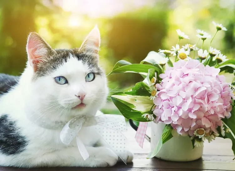 cat and hydrangea flower