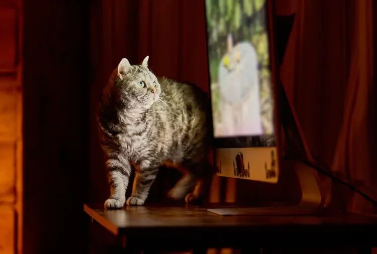 A cat standing on a table next to a computer monitor showing an image