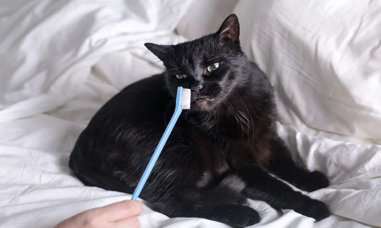 A black cat lying on a white duvet sniffing sceptically at a blue toothbrush