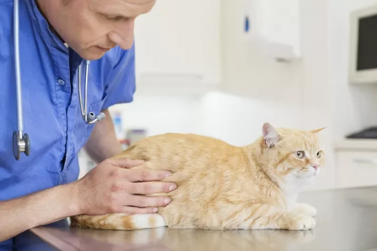 Vet examining cat