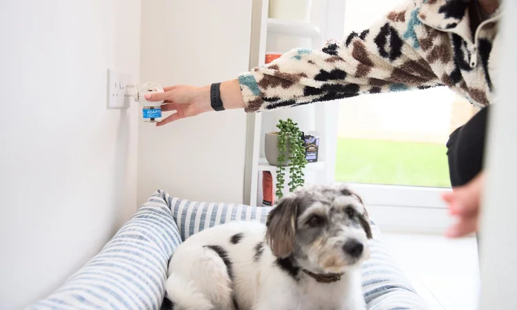 An owner plugs in an ADAPTIL dogcalming diffuserr above their terrier's bed