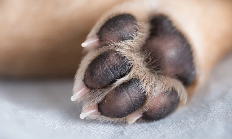 A close up of healthy dog paw pads on a yellow labrador. 