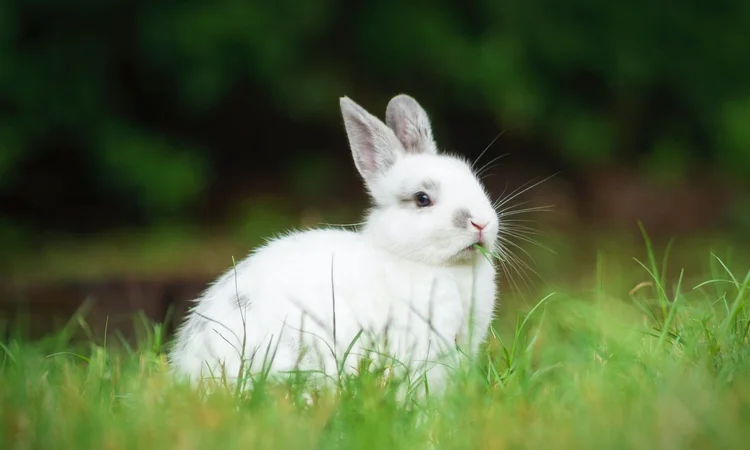 A white dwarf rabbit with a mouth full of grass sitting on a fresh garden lawn. 