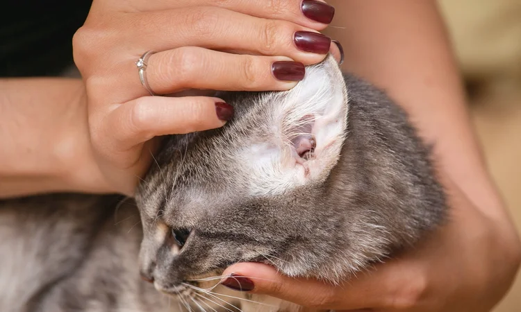 A female owner with brown nails checking the inside of a grey cat's healthy ears - they are clean, pale-pink, and clear of debris.