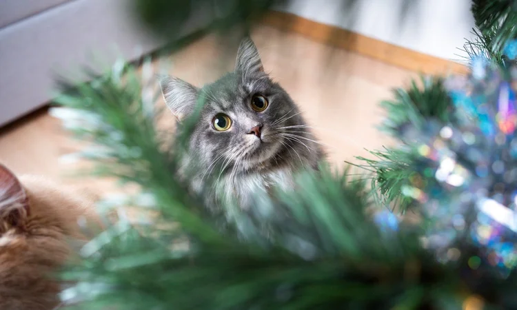 A grey, domestic long-hair cat staring in anticipation at the dangling decorations on a Christmas Tree.