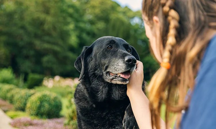 A female owner stroking her senior black labrador's gray muzzle while out on a walk