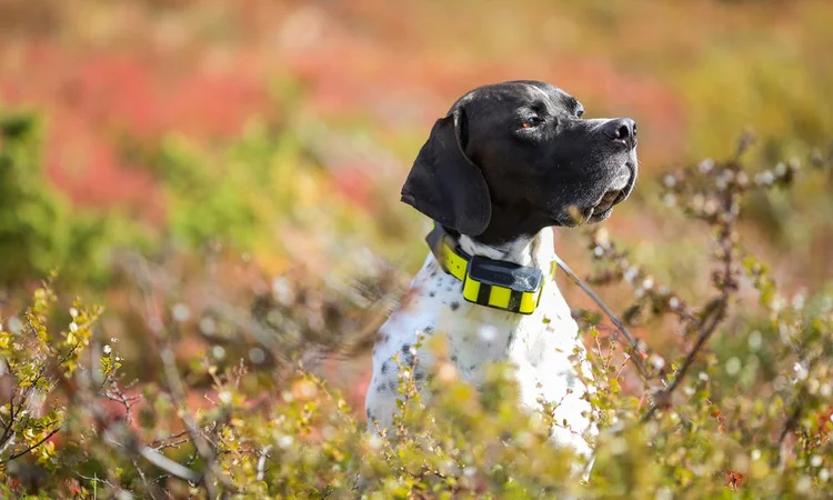 A blcak and white English Pointer dog in a gorse bush wearing a bright yellow GPS dog collar