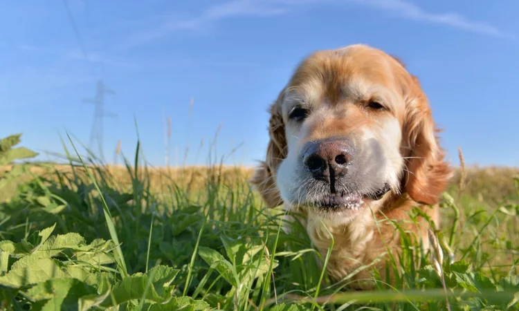 A senior golden retriever happily eating grass in a meadow