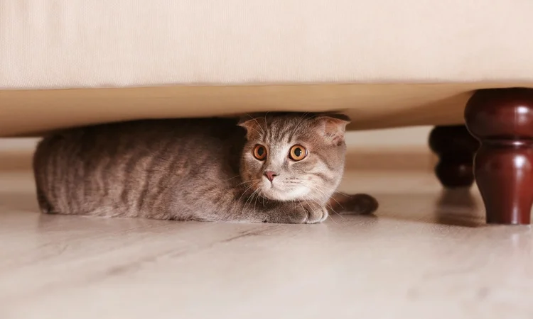 A grey tabby cat with wide alert orange eyes hiding under a sofa.