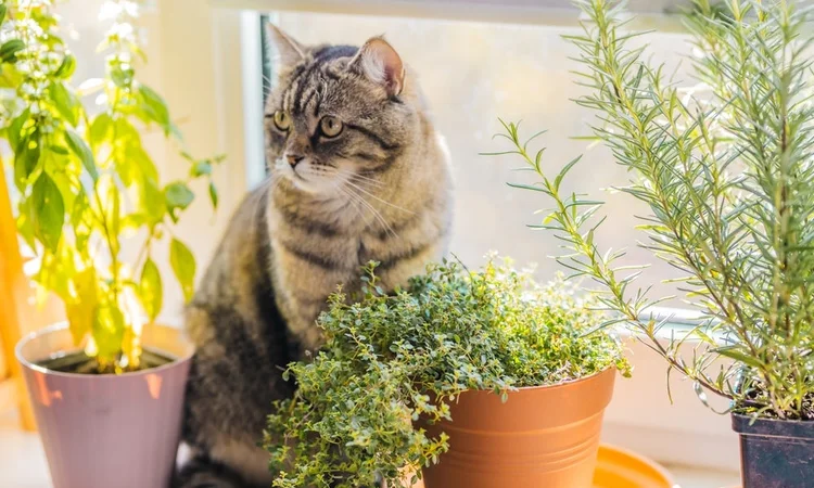 An adult tabby and white cat sitting on a windowsill among potted pet-safe herbs, basil, thyme, and rosemary.