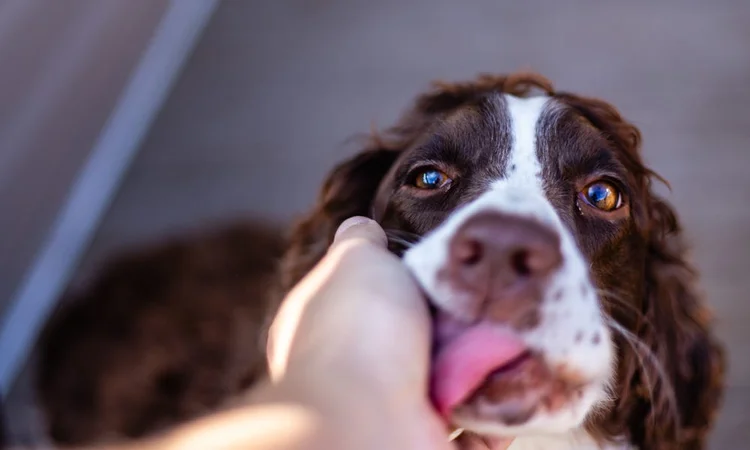 An owner holding a Springer Spaniel's face in their hand while being licked.