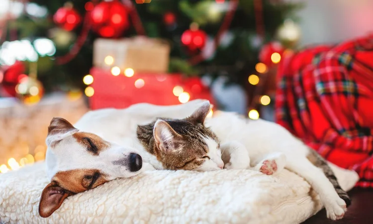 A white and tan Jack Russell Terrier and a white and tabby cat snuggled on a fluffy bed together in front of a lit  tree