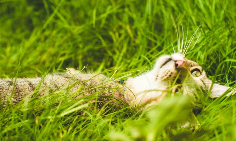 A tabby and white cat happily rolling around in the grass