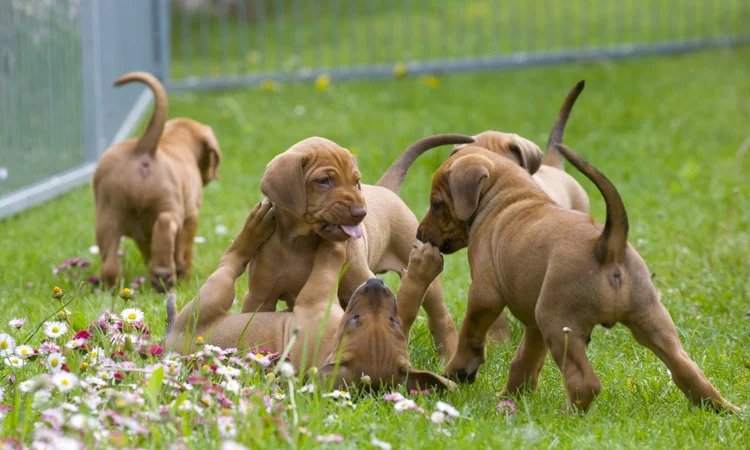 A litter of five pointer puppies playing together in an enclosed space in a garden