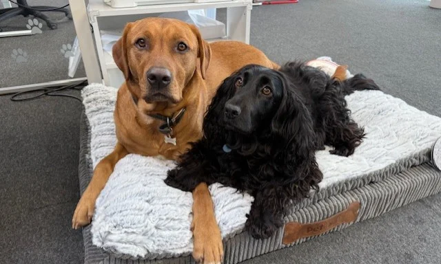 Two of our office dogs: Archie the fox red labrador (left) and Lola the black cocker spaniel (right) lying on a soft grey dog bed in our Keynsham office.  