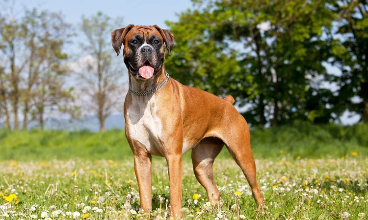 A adult Boxer breed dog standing in a field looking at the camera. 