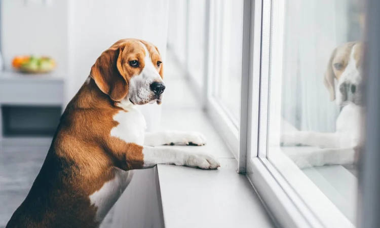 Beagle watching for their owner out of the window