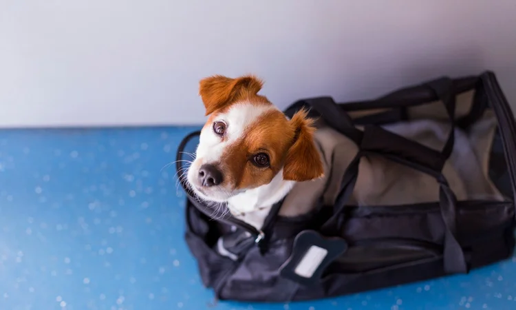 A ginger and white Jack Russel terrier lookin up at their owner from inside their carrier