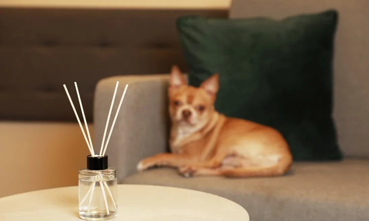 A beige chihuahua lying on a sofa behind a reed oil diffuser on a table in the foreground
