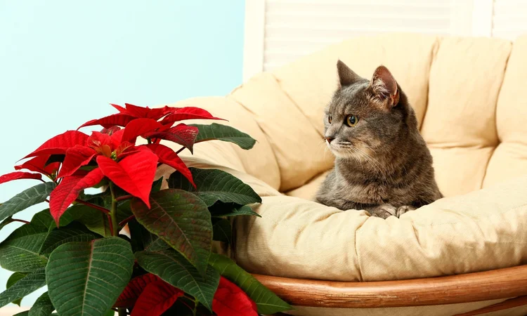 A grey and white tabby cat sitting in a cream armchair looking at a christmas poinsetta plant. 