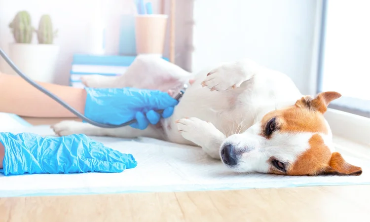 A pregnant tan and white Jack Russell Terrier having an inspection at the vet